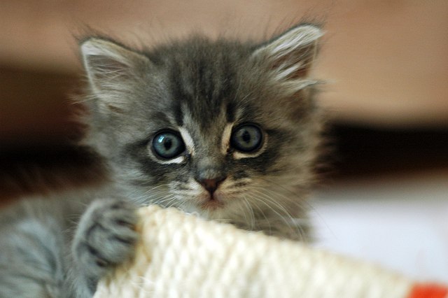 Cute grey kitten picture